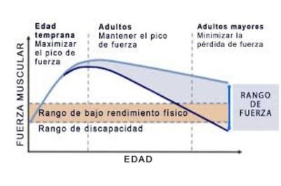 Un gráfico que ilustra cómo disminuye la masa muscular a medida que envejecemos, con líneas que bajan a medida que la edad aumenta, destacando "30 años", "50 años", y "70 años