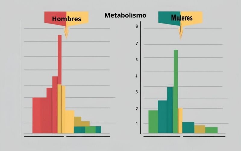 Un gráfico que compara cómo el ayuno afecta el metabolismo en hombres y mujeres, destacando las diferencias hormonales y metabólicas